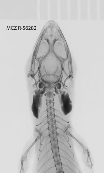 Media type: image;   Herpetology R-56282